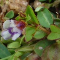 Torenia crustacea (L.) Cham. & Schltdl.